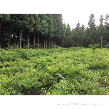 traditional coptis anti-oxidation medicine